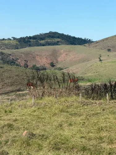 Caseiro com experiência com sítio tratar de cavalos