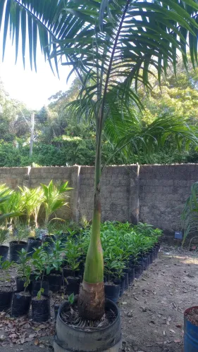 Palmeira