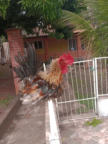 Galo frisado