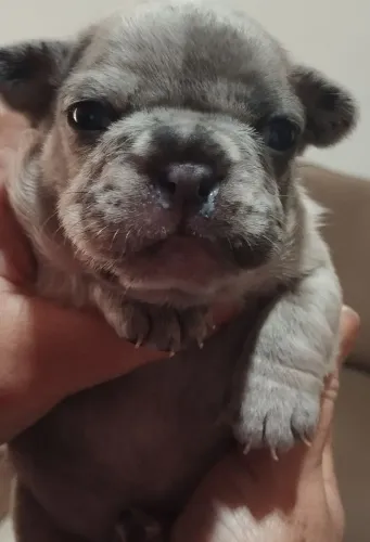 Filhote de buldogue francês macho e fêmea