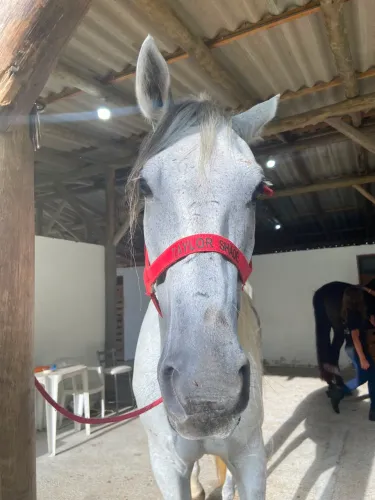 Cavalo quarto de milha