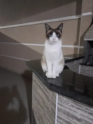 Doação de gato fêmea