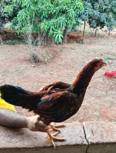 Frango índio caipira
