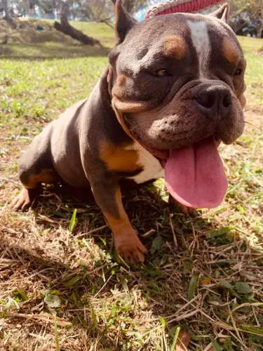 American bully adulta