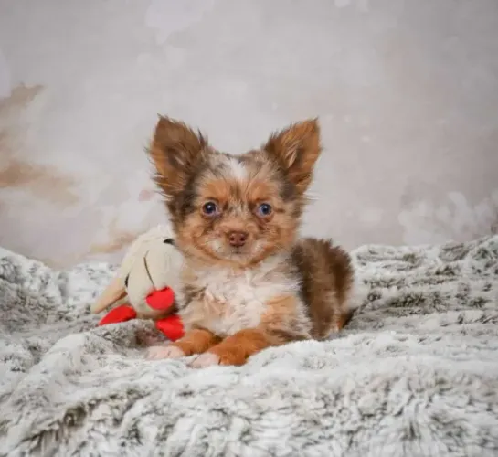 Chihuahua filhotes entrega imediata