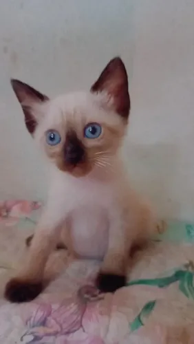 Gatinhos para adoção