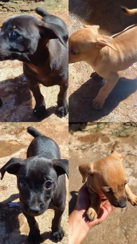 CACHORRINHO PINSCHER + VIRA LATA