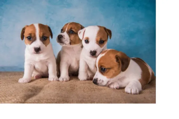 o cachorro do mascara so 200 cada