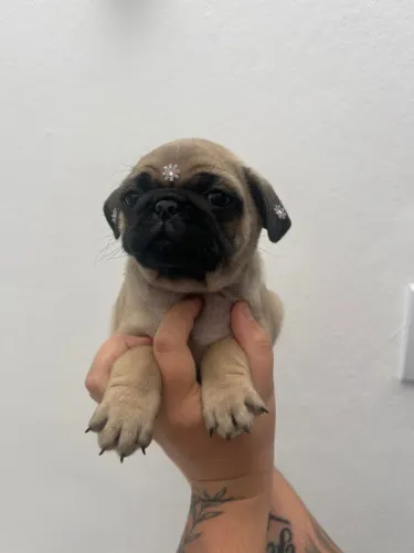 Filhotes de Pug | Um cachorro cheio de boas energias.