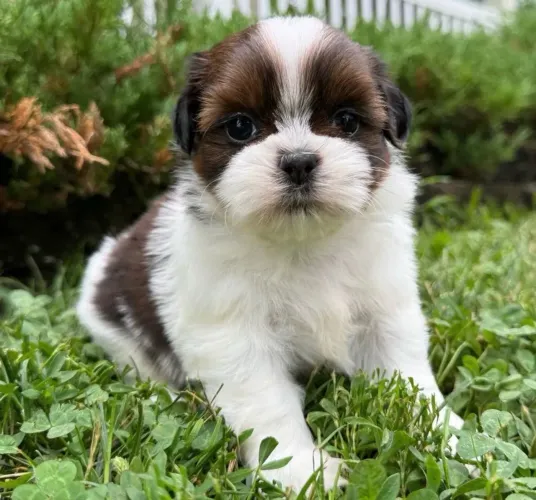 Filhote Shih Tzu Especial