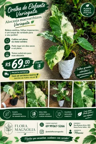 Alocasia orelha de elefante variegada