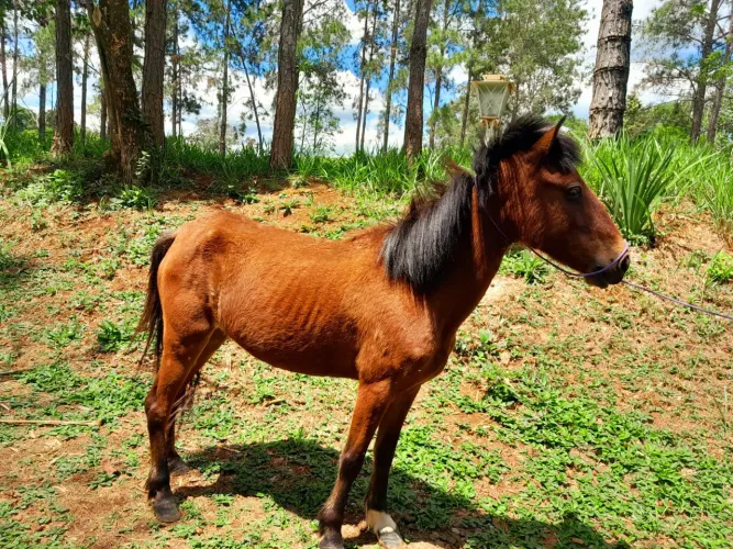 Cavalo a venda