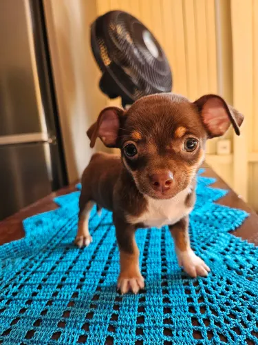 Filhote Chihuahua MACHO pelo curto