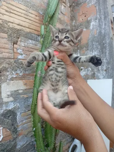 Doação responsável