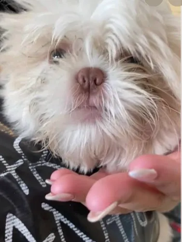 Shih Tzu fêmea e macho