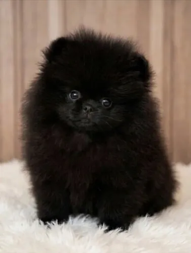 Filhote de lulu da pomerania anão todo vacinado valor ocasional