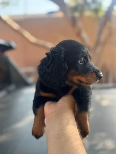 Basset dachshund pelo longo