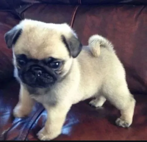 filhote Pug, Diga olá para um amor que nunca te abandonará!