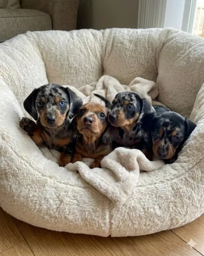 Filhotes salsichinhas Basset dachshund mofadinhos
