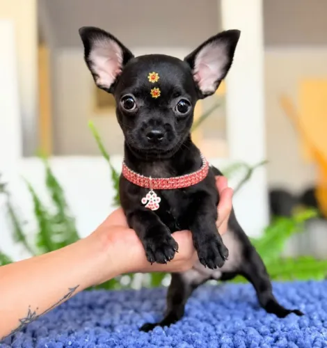 Chihuahua fêmea