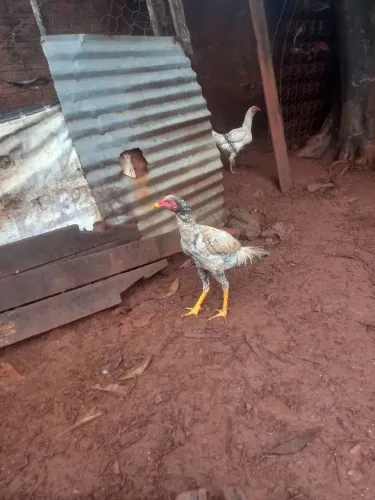 Vende se frango índio puro 40 reais cada 