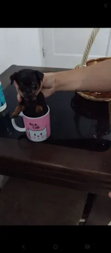 Pincher 