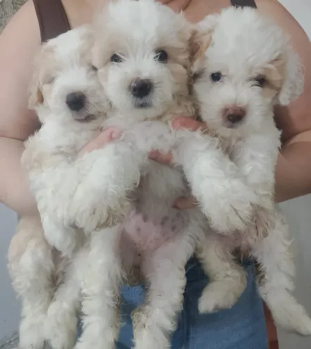 Poodle puro