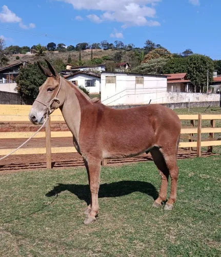 Burro marchador manso de confiança 