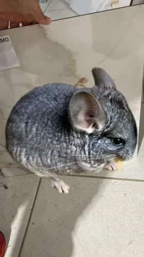 Filhote de chinchila