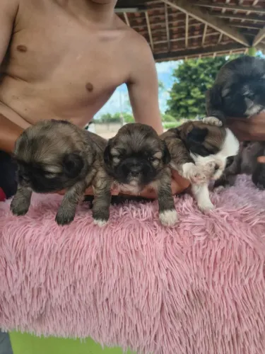 Filhotes de Shih tzu