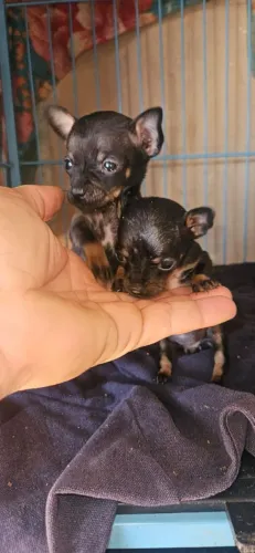 Fêmea Pinscher zero