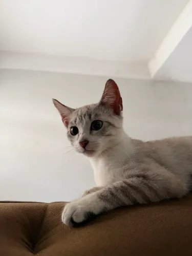 doação gatinho macho 2 meses vermifugado