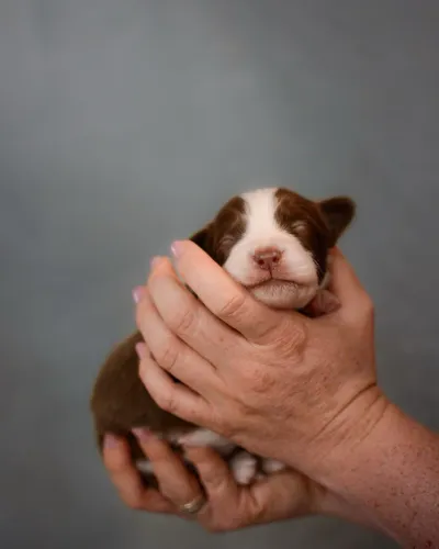 Border Collie 