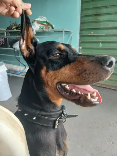 Cachorra Doberman precisa de uma namorado