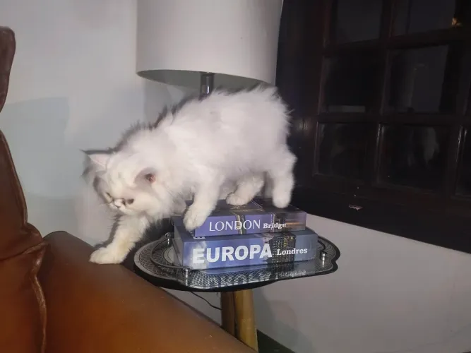 Persa com pedigree