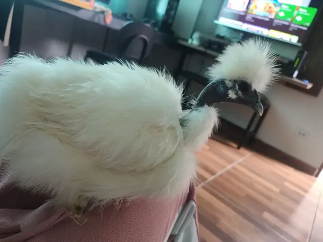 Galinhas sedosas polacas