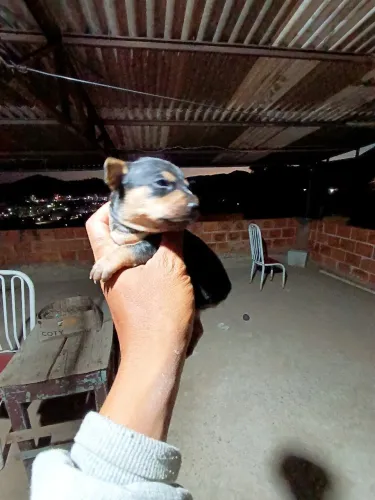 Pinscher macho