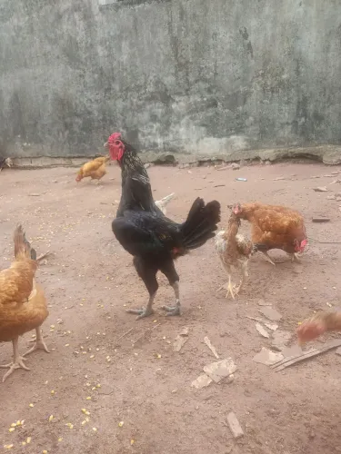Vendo galo de lindo porte