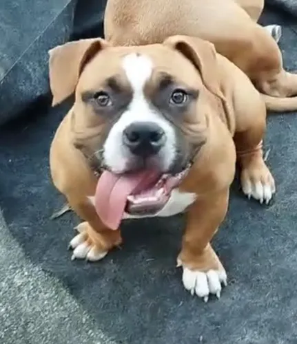 American Bully pocket disponível 
