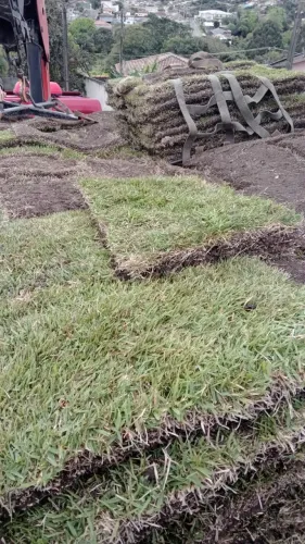 Grama esmeralda