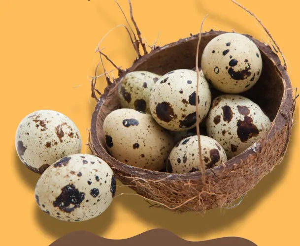 Ovos de codornas japônicas galados