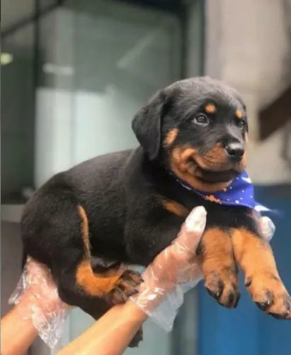 Rottweiler com Loja Física e Suporte Pós-Venda