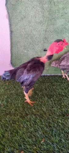 Mini indios
