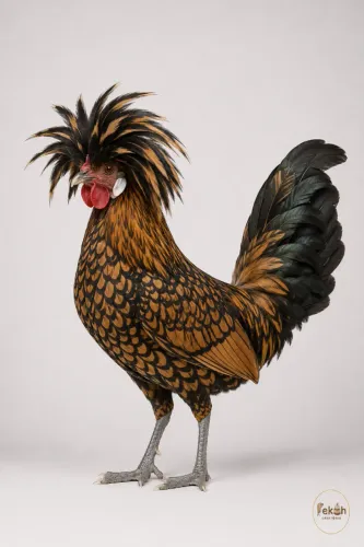 Galinha Polonesa
