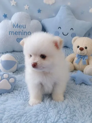 FILHOTE SPITZ ALEMÃO ANÃO 