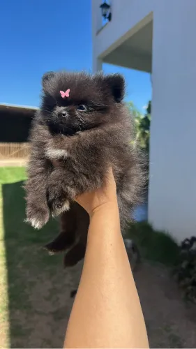 Spitz alemão fêmea