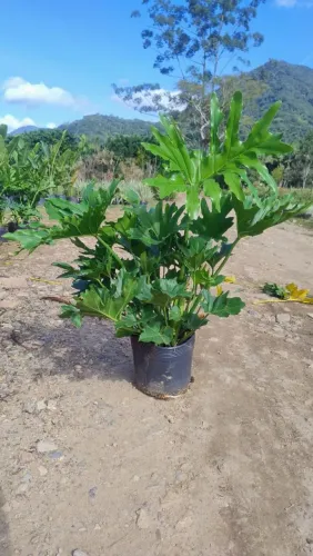 Guaimbê 