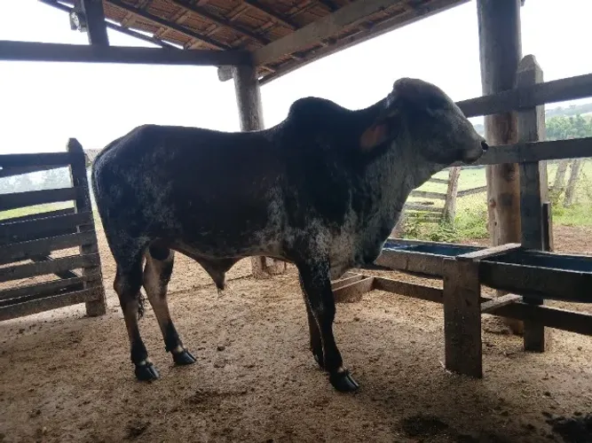 Garrote gir cobrindo,manso!