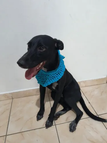 Cachorra pra adoção