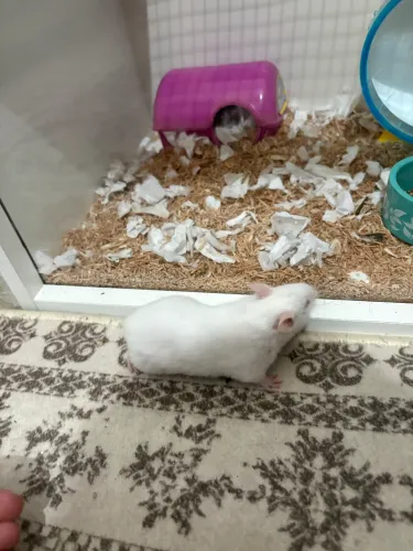 Hamster sírio 